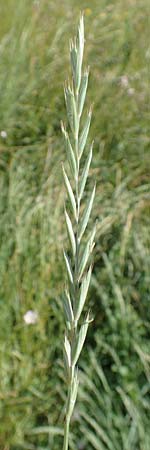 Elymus repens \ Kriechende Quecke / Couch Grass, D Mannheim 20.6.2019