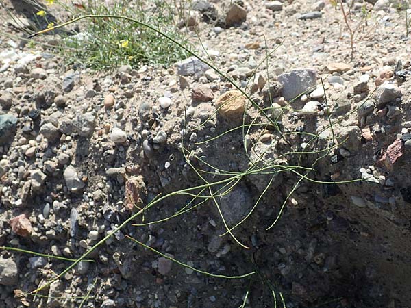 Equisetum ramosissimum \ �stiger Schachtelhalm / Branched Horsetail, D Mannheim 15.9.2019