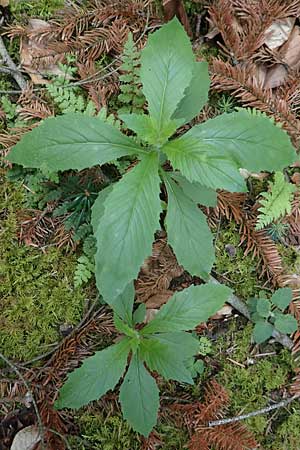 Erechtites hieraciifolius \ Amerikanisches Schein-Greiskraut, D Schwarzwald, Gengenbach 21.7.2020
