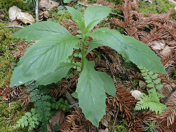 Erechtites hieraciifolius \ Amerikanisches Schein-Greiskraut, D Schwarzwald, Gengenbach 21.7.2020
