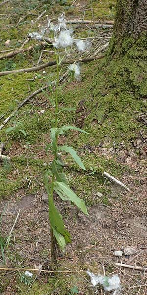 Erechtites hieraciifolius \ Amerikanisches Schein-Greiskraut, D Schwarzwald, Gengenbach 6.9.2020