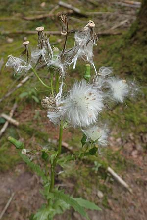 Erechtites hieraciifolius \ Amerikanisches Schein-Greiskraut, D Schwarzwald, Gengenbach 6.9.2020