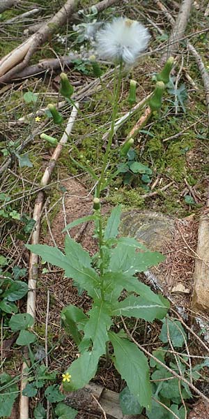 Erechtites hieraciifolius \ Amerikanisches Schein-Greiskraut, D Schwarzwald, Gengenbach 6.9.2020