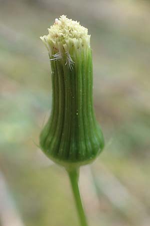 Erechtites hieraciifolius \ Amerikanisches Schein-Greiskraut, D Schwarzwald, Gengenbach 6.9.2020