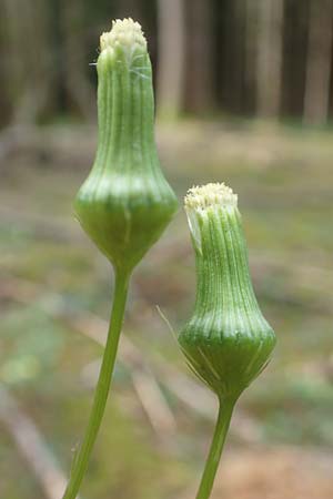 Erechtites hieraciifolius \ Amerikanisches Schein-Greiskraut, D Schwarzwald, Gengenbach 6.9.2020