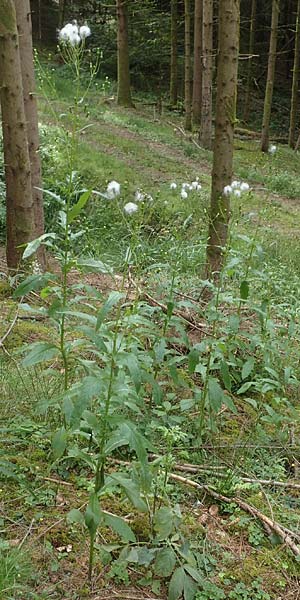 Erechtites hieraciifolius \ Amerikanisches Schein-Greiskraut, D Schwarzwald, Gengenbach 6.9.2020