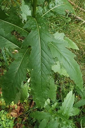 Erechtites hieraciifolius \ Amerikanisches Schein-Greiskraut, D Schwarzwald, Gengenbach 6.9.2020