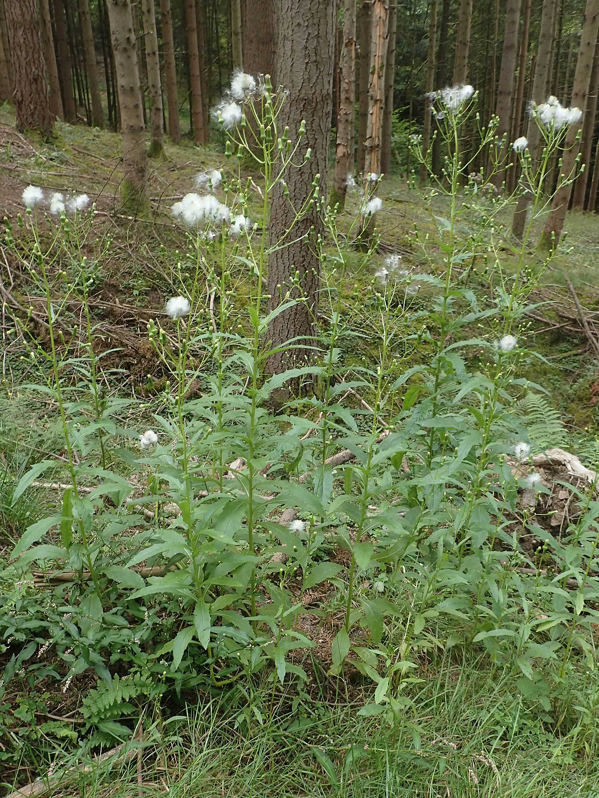 Erechtites hieraciifolius \ Amerikanisches Schein-Greiskraut, D Schwarzwald, Gengenbach 6.9.2020