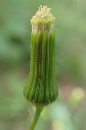 Erechtites hieraciifolius \ Amerikanisches Schein-Greiskraut, D Schwarzwald, Gengenbach 6.9.2020