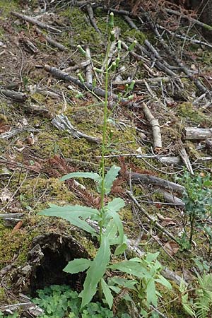 Erechtites hieraciifolius \ Amerikanisches Schein-Greiskraut, D Schwarzwald, Gengenbach 6.9.2020