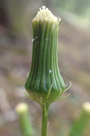 Erechtites hieraciifolius \ Amerikanisches Schein-Greiskraut, D Schwarzwald, Gengenbach 6.9.2020