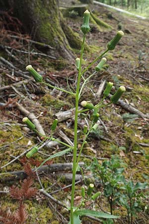 Erechtites hieraciifolius \ Amerikanisches Schein-Greiskraut, D Schwarzwald, Gengenbach 6.9.2020