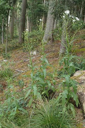 Erechtites hieraciifolius \ Amerikanisches Schein-Greiskraut, D Schwarzwald, Gengenbach 6.9.2020