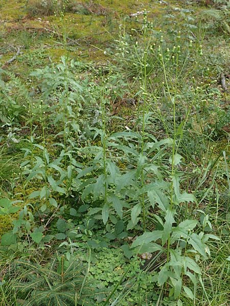 Erechtites hieraciifolius \ Amerikanisches Schein-Greiskraut, D Schwarzwald, Gengenbach 6.9.2020