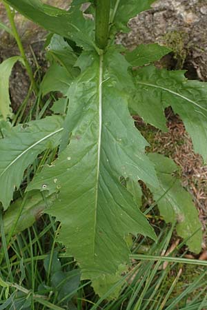 Erechtites hieraciifolius \ Amerikanisches Schein-Greiskraut, D Schwarzwald, Gengenbach 6.9.2020