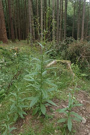 Erechtites hieraciifolius \ Amerikanisches Schein-Greiskraut, D Schwarzwald, Gengenbach 6.9.2020