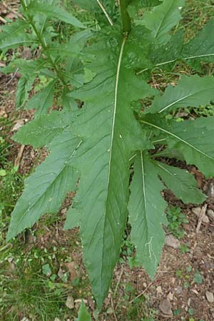 Erechtites hieraciifolius \ Amerikanisches Schein-Greiskraut, D Schwarzwald, Gengenbach 6.9.2020