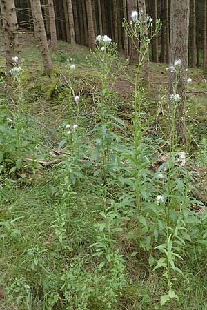 Erechtites hieraciifolius \ Amerikanisches Schein-Greiskraut, D Schwarzwald, Gengenbach 6.9.2020