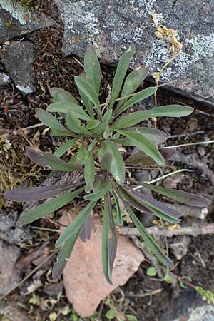 Erysimum crepidifolium \ Bleicher Sch�terich, G�nsesterbe / Hedge Mustard, D Bad Kreuznach, Ruine Rheingrafenstein 20.4.2021