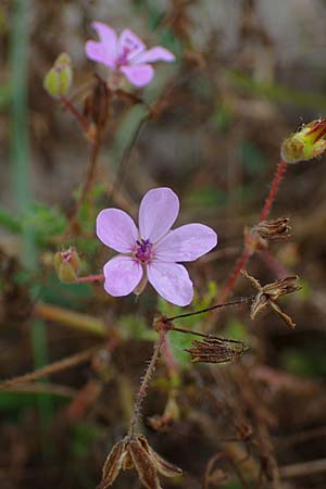 Erodium cicutarium \ Gew�hnlicher Reiherschnabel / Common Crane's-Bill, Philary, D Hohwacht 13.9.2021