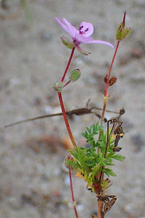 Erodium cicutarium \ Gew�hnlicher Reiherschnabel / Common Crane's-Bill, Philary, D Hohwacht 13.9.2021