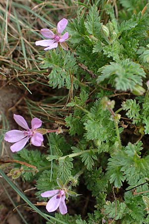 Erodium cicutarium \ Gew�hnlicher Reiherschnabel / Common Crane's-Bill, Philary, D Hohwacht 13.9.2021