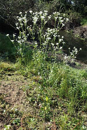 Erigeron annuus \ Einj�hriger Feinstrahl / Tall Fleabane, D Bahlingen am Kaiserstuhl 24.9.2021