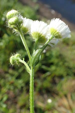 Erigeron annuus \ Einj�hriger Feinstrahl / Tall Fleabane, D Bahlingen am Kaiserstuhl 24.9.2021
