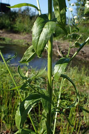 Erigeron annuus \ Einj�hriger Feinstrahl / Tall Fleabane, D Bahlingen am Kaiserstuhl 24.9.2021