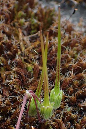 Erodium cicutarium \ Gew�hnlicher Reiherschnabel / Common Crane's-Bill, Philary, D Mannheim 24.4.2022