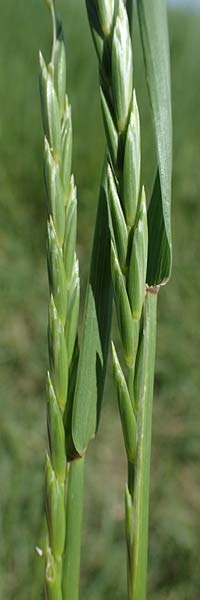 Elymus repens \ Kriechende Quecke / Couch Grass, D Sachsen-Anhalt, Salziger See 7.6.2022