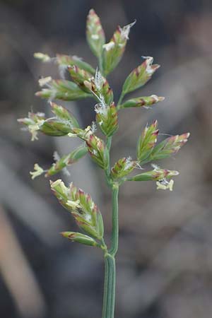 Poa compressa \ Flaches Rispengras, Plattes Rispengras / Flattened Meadow Grass, D Dorsten 20.6.2022