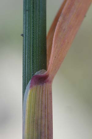 Poa compressa \ Flaches Rispengras, Plattes Rispengras / Flattened Meadow Grass, D Dorsten 20.6.2022