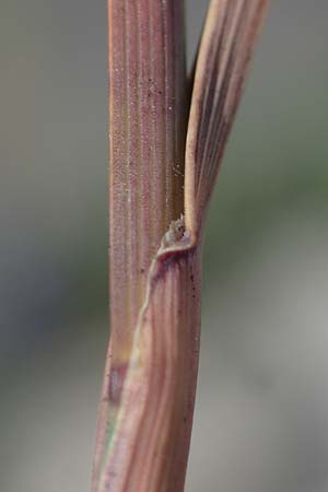 Poa compressa \ Flaches Rispengras, Plattes Rispengras / Flattened Meadow Grass, D Dorsten 20.6.2022