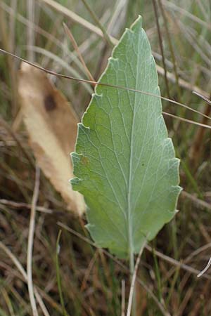Eryngium campestre \ Feld-Mannstreu / Field Thistle, D Th&uuml;ringen, Heldrungen 16.6.2023