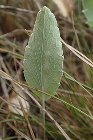 Eryngium campestre \ Feld-Mannstreu / Field Thistle, D Th&uuml;ringen, Heldrungen 16.6.2023
