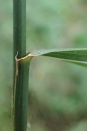 Elymus repens \ Kriechende Quecke / Couch Grass, D Harbach 3.8.2023