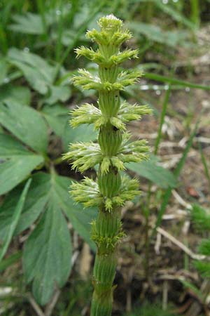 Equisetum sylvaticum \ Wald-Schachtelhalm / Wood Horsetail, D Schwarzwald/Black-Forest, Feldberg 18.5.2007