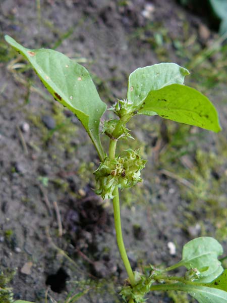 Rumex spinosus \ Stech-Ampfer / Spiny Emex, Lesser Jack, D Botan. Gar.  Universit.  Mainz 13.9.2008