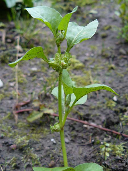 Rumex spinosus \ Stech-Ampfer / Spiny Emex, Lesser Jack, D Botan. Gar.  Universit.  Mainz 13.9.2008