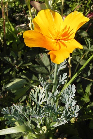 Eschscholzia californica \ Kalifornischer Kappen-Mohn, Goldmohn / California Poppy, D Mannheim 24.7.2012