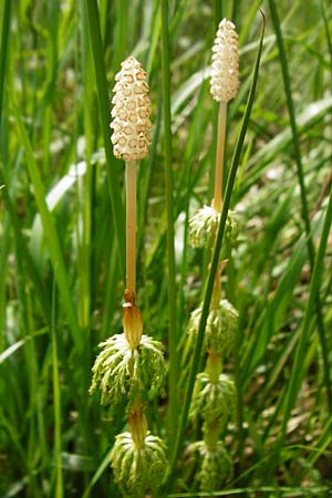 Equisetum sylvaticum \ Wald-Schachtelhalm / Wood Horsetail, D R&ouml;dermark 2.5.2015