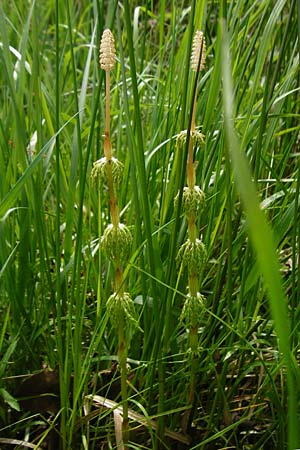 Equisetum sylvaticum \ Wald-Schachtelhalm / Wood Horsetail, D R&ouml;dermark 2.5.2015