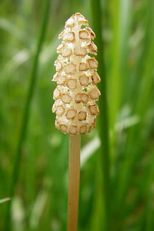 Equisetum sylvaticum \ Wald-Schachtelhalm / Wood Horsetail, D R&ouml;dermark 2.5.2015