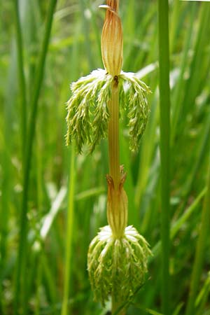 Equisetum sylvaticum \ Wald-Schachtelhalm / Wood Horsetail, D R&ouml;dermark 2.5.2015