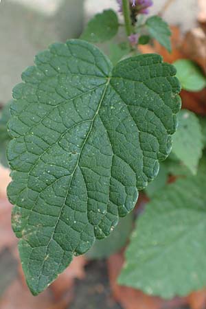 Nepeta x faassenii \ Hybrid-Katzenminze / Catmint, D Mannheim 20.9.2015