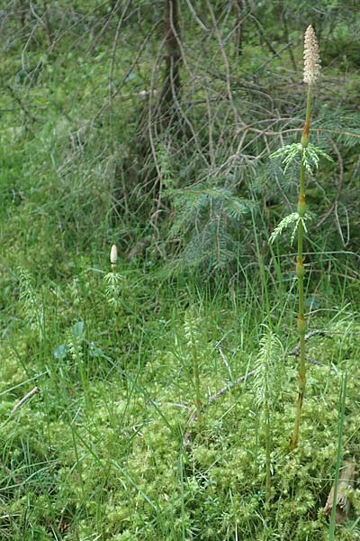 Equisetum sylvaticum \ Wald-Schachtelhalm / Wood Horsetail, D Leutkirch 7.5.2016