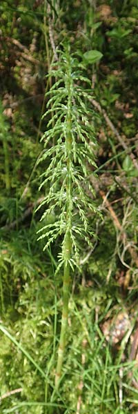 Equisetum sylvaticum \ Wald-Schachtelhalm / Wood Horsetail, D Leutkirch 7.5.2016