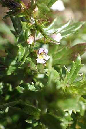Euphrasia salisburgensis \ Salzburger Augentrost / Irish Eyebright, D Pfronten 28.6.2016