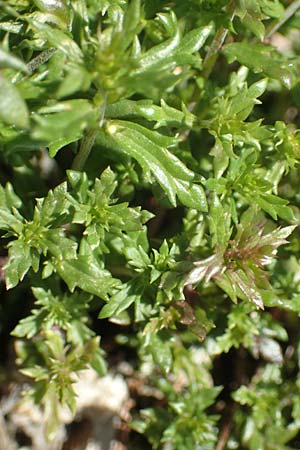 Euphrasia salisburgensis \ Salzburger Augentrost / Irish Eyebright, D Pfronten 28.6.2016